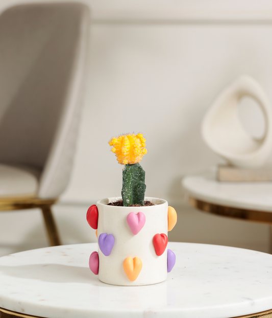 Yellow Moon Cactus