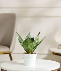 Green Lotus Snake Plant