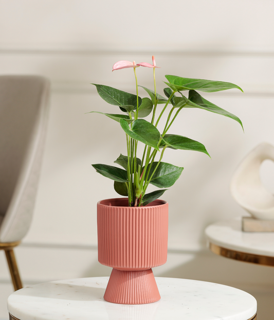 Red Anthurium Plant