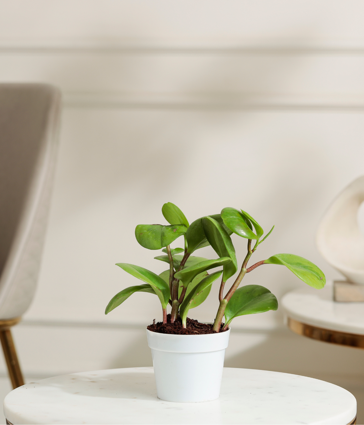 Peperomia Green Plant