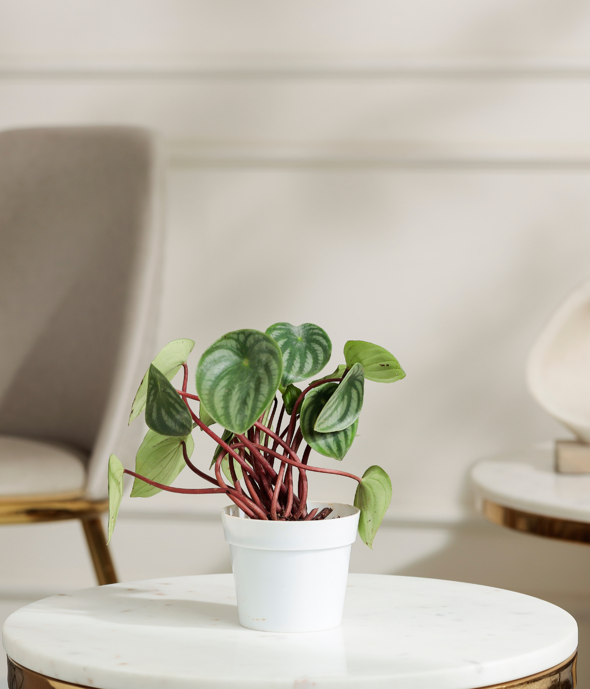 Watermelon Peperomia