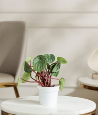 Watermelon Peperomia