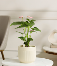 Pink Anthurium