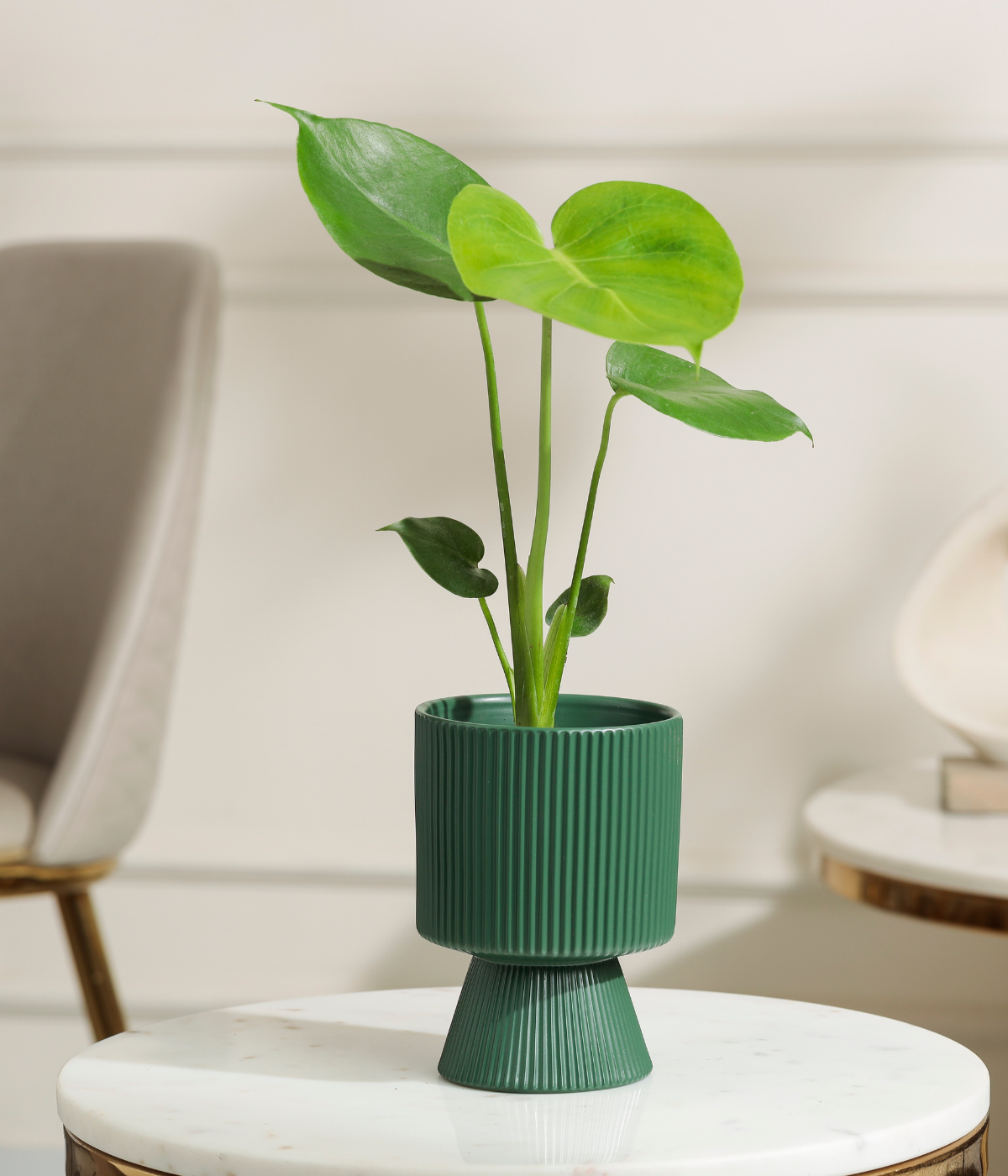 Baby Monstera
