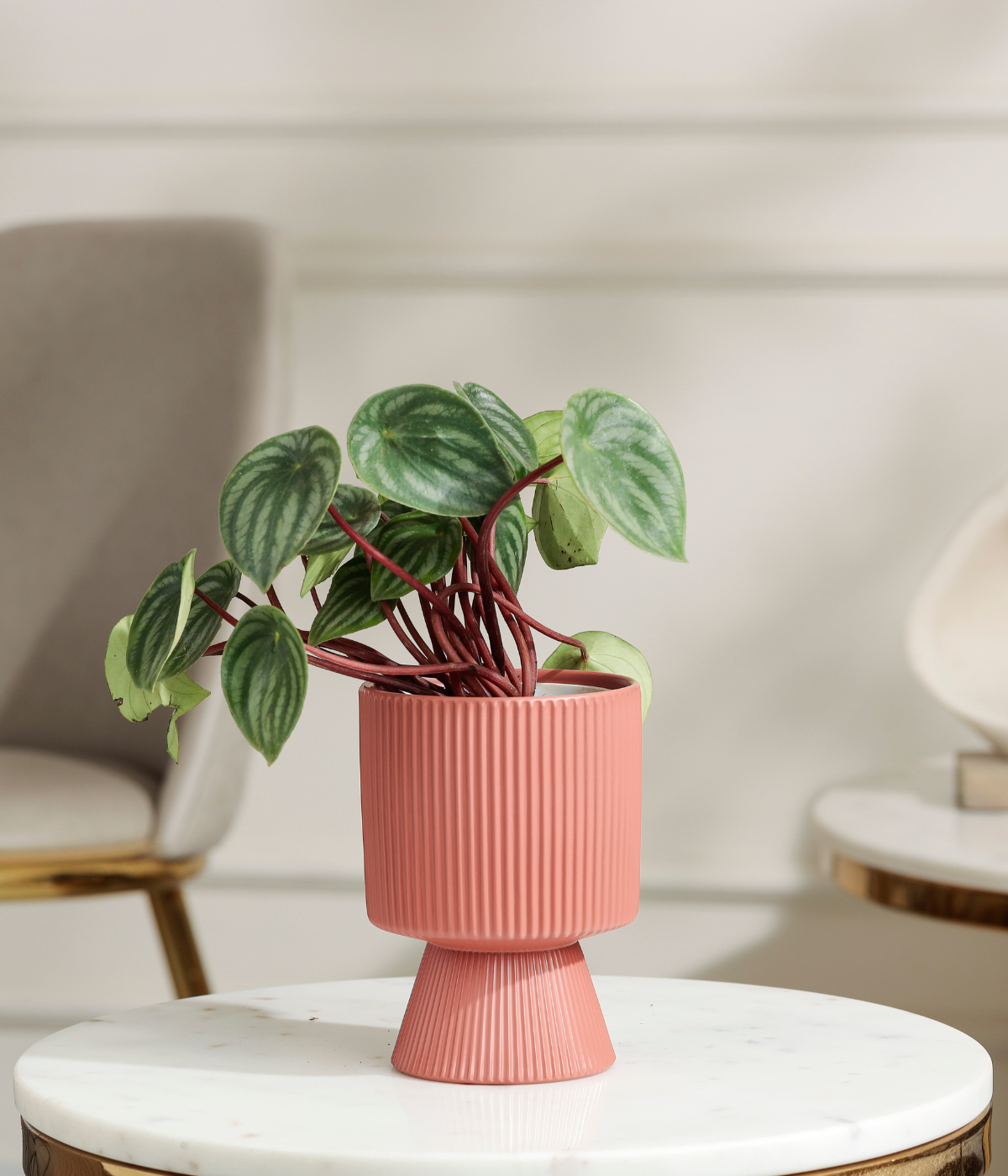 Watermelon Peperomia