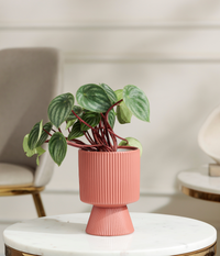 Watermelon Peperomia