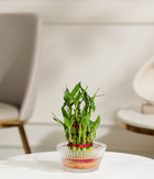 Lucky Bamboo Plant 2 Tier