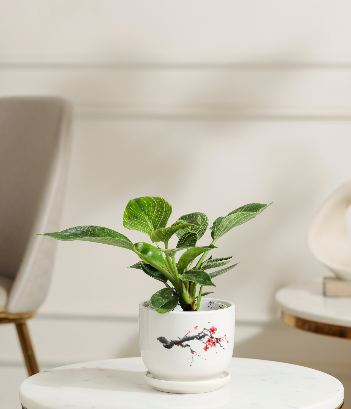 Philodendron Birkin