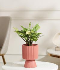 Snow White aglaonema