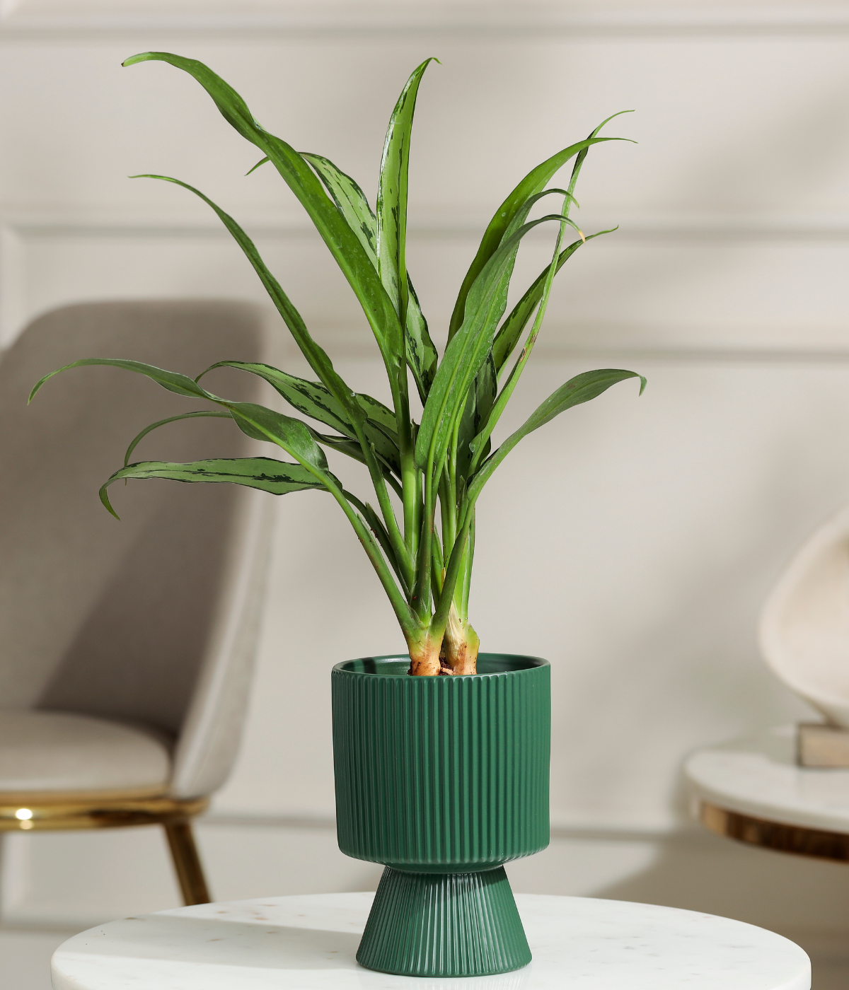 Pin Strip Birkin Plant