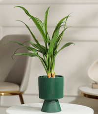 Pin Strip Birkin Plant