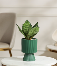 Green Lotus Snake Plant