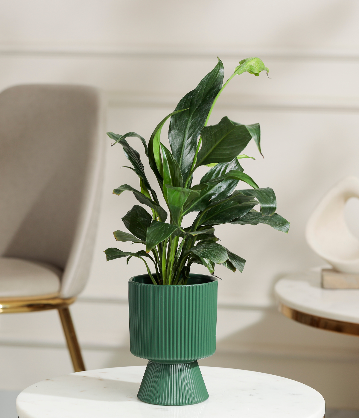 Peace Lily Plant