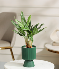 Calathea White Plant