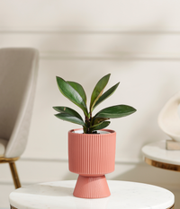 Peperomia Clusifolia