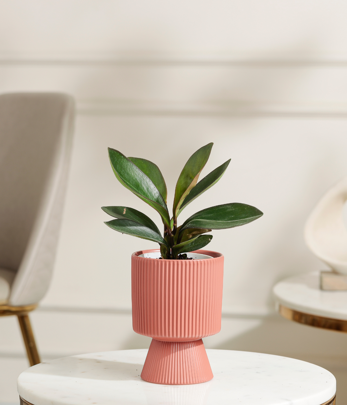 Peperomia Clusifolia