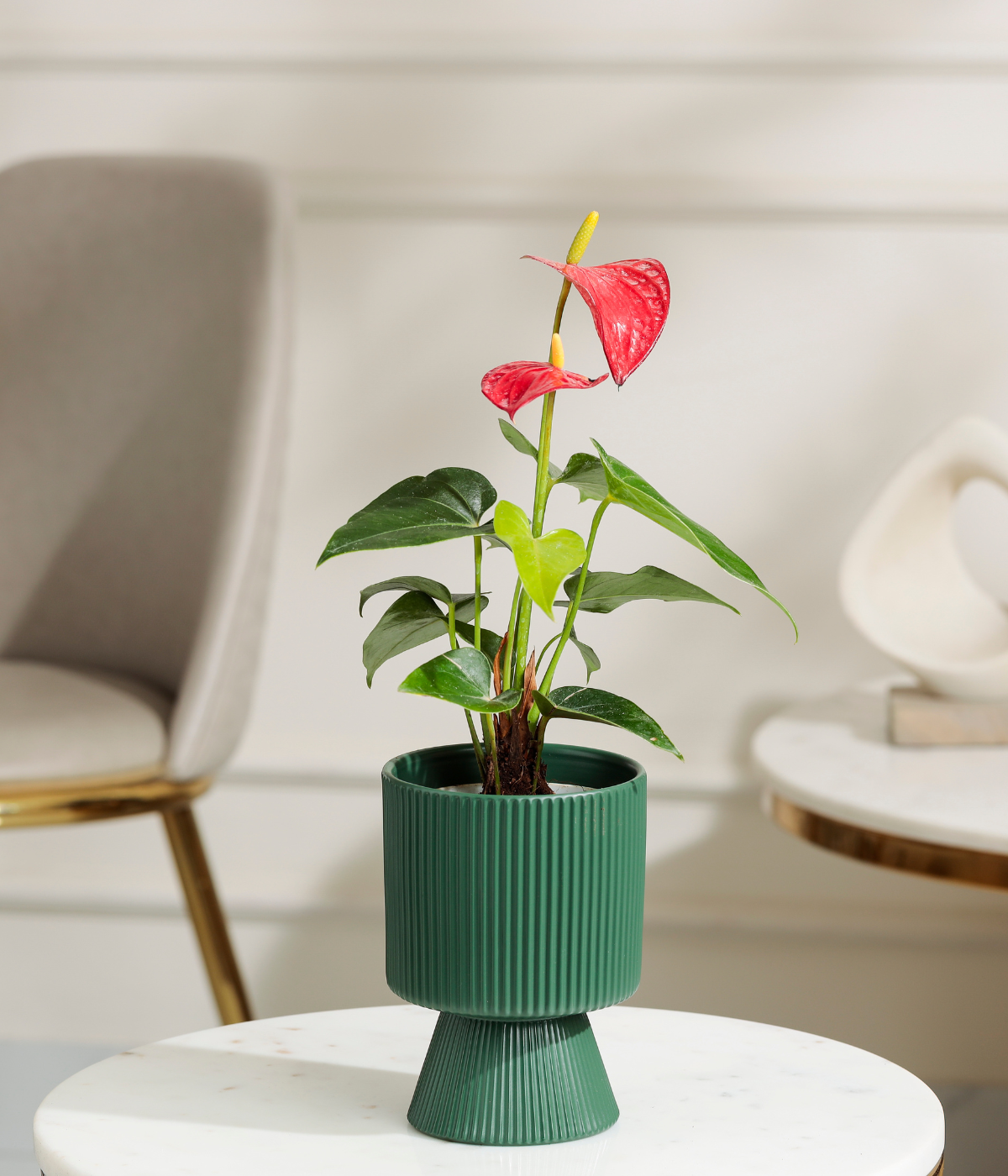 Red Anthurium Plant