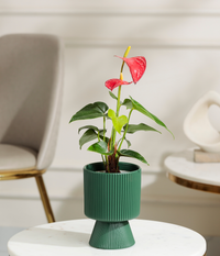 Red Anthurium Plant