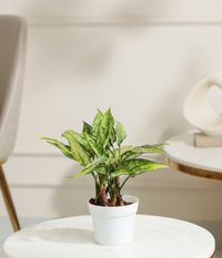 Snow White aglaonema