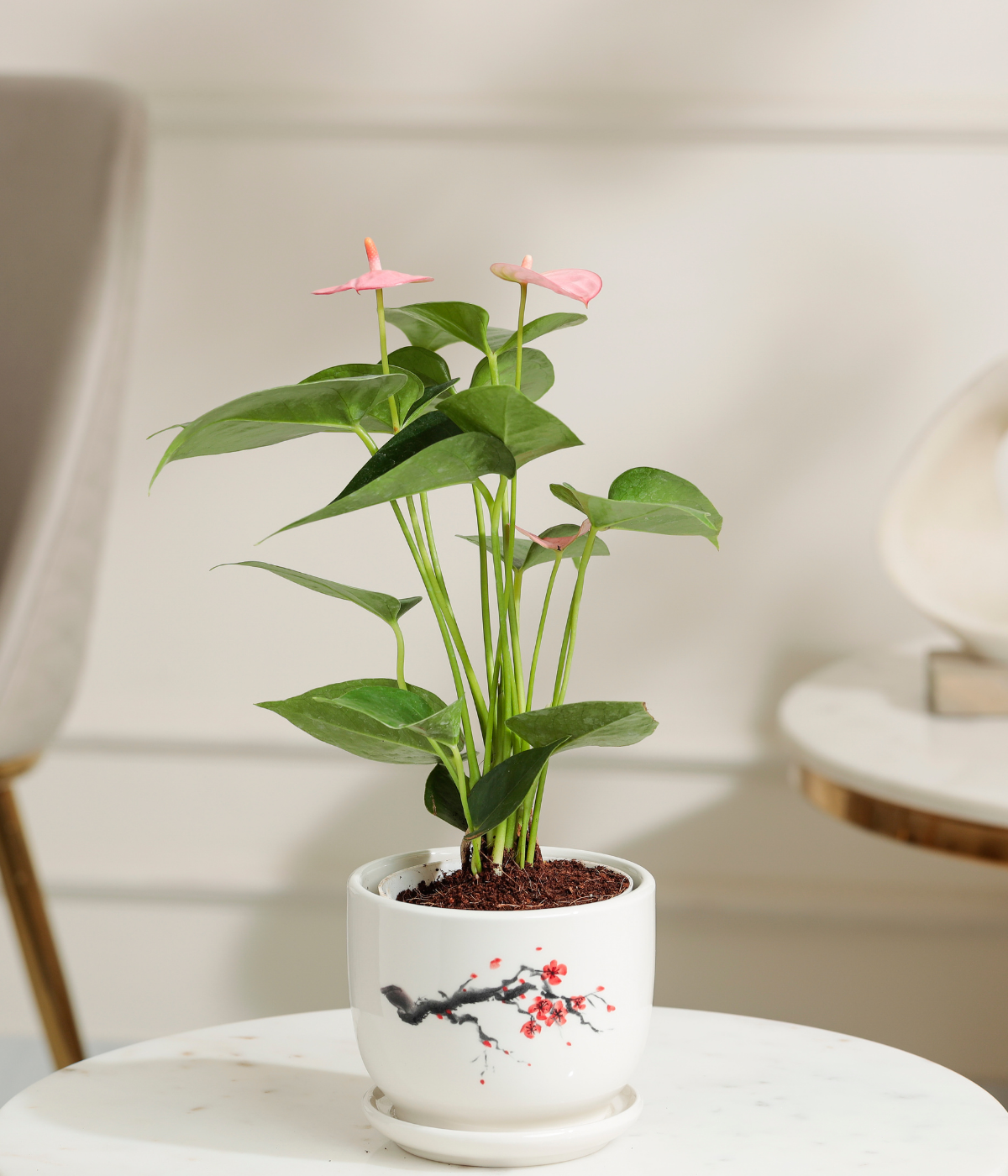 anthurium plant in chennai Pink Anthurium – Tiny Trees