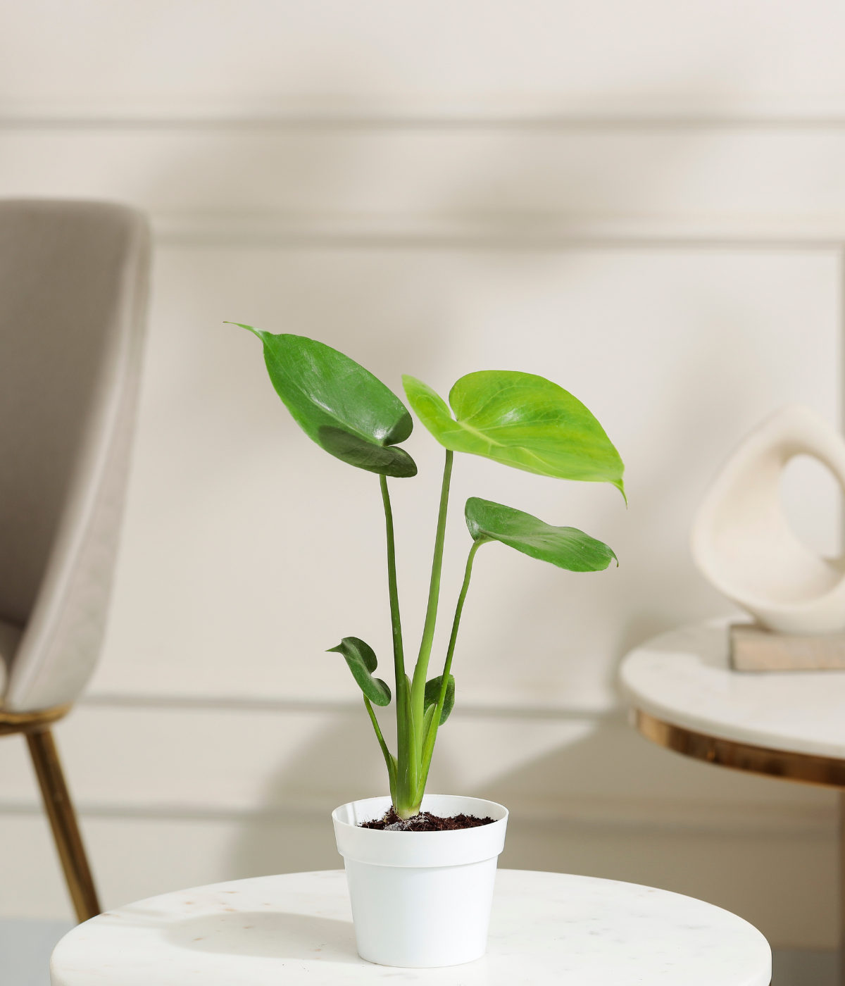 Baby Monstera