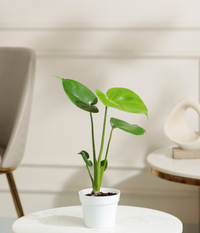Baby Monstera