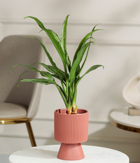 Pin Strip Birkin Plant