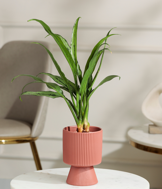 Pin Strip Birkin Plant