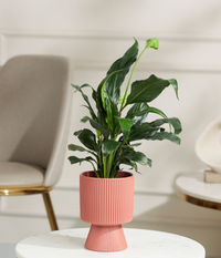 Peace Lily Plant
