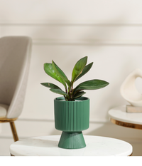 Peperomia Clusifolia