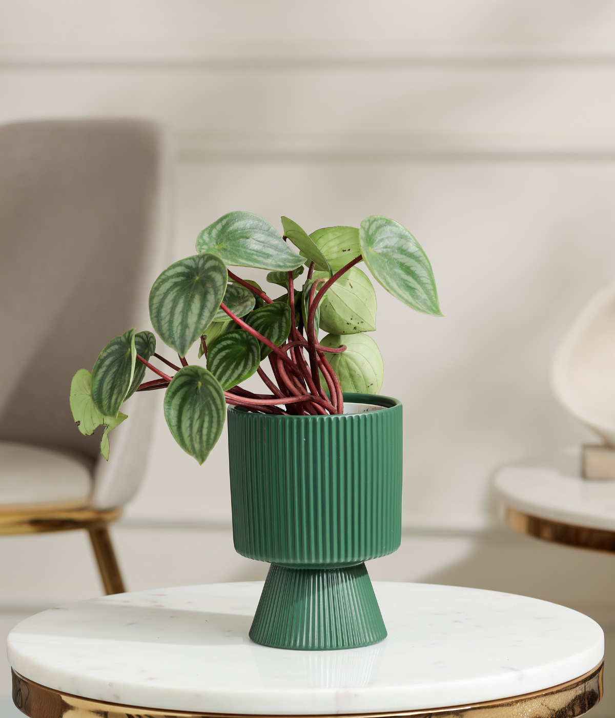 Watermelon Peperomia