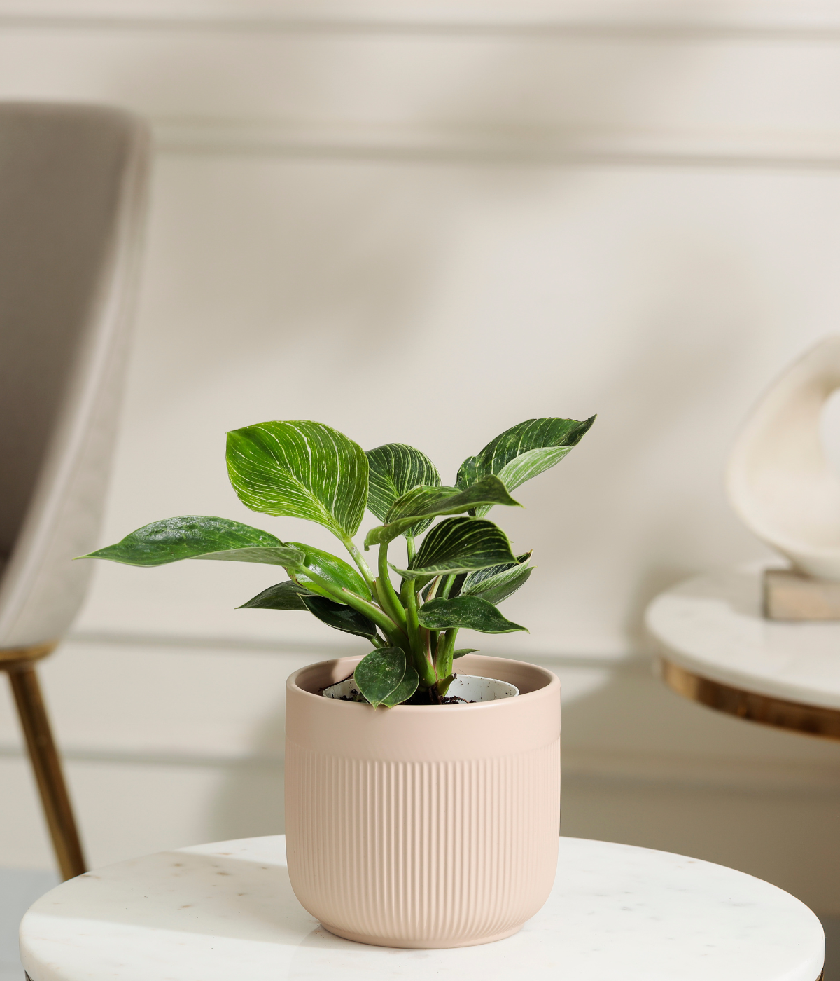 Philodendron Birkin