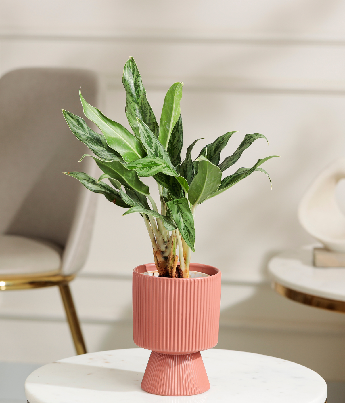 Calathea White Plant