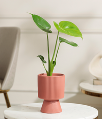 Baby Monstera