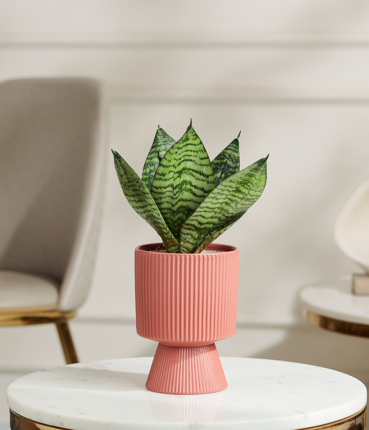 Green Lotus Snake Plant