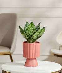 Green Lotus Snake Plant