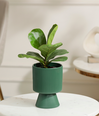 Fiddle Fig Plant