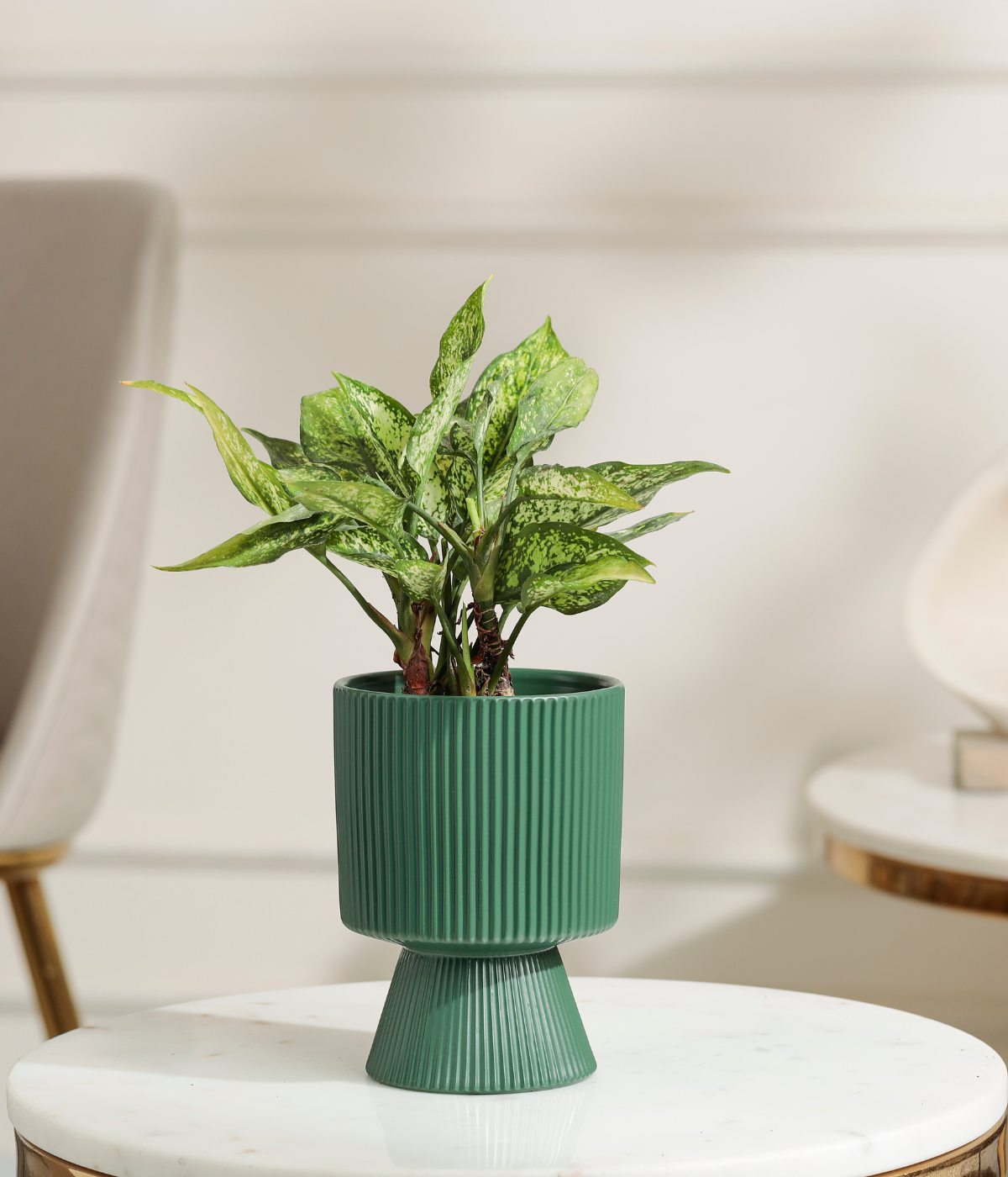 Snow White aglaonema