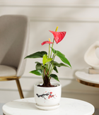 Red Anthurium Plant