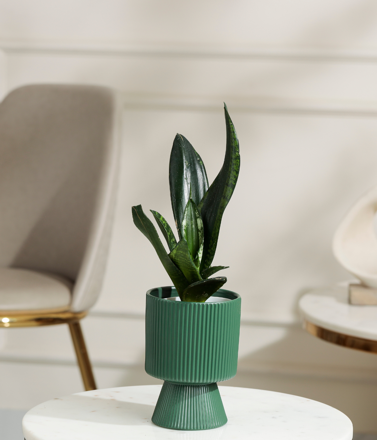 Green Snake Plant