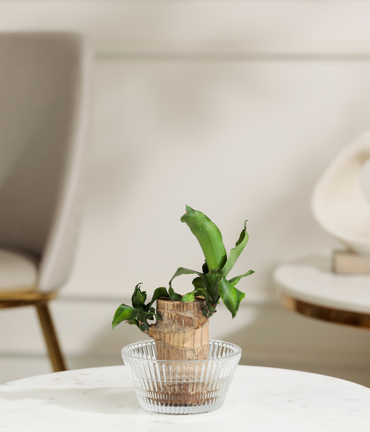 Brazilian Wood Plant