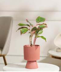 Pink Lipstick Plant