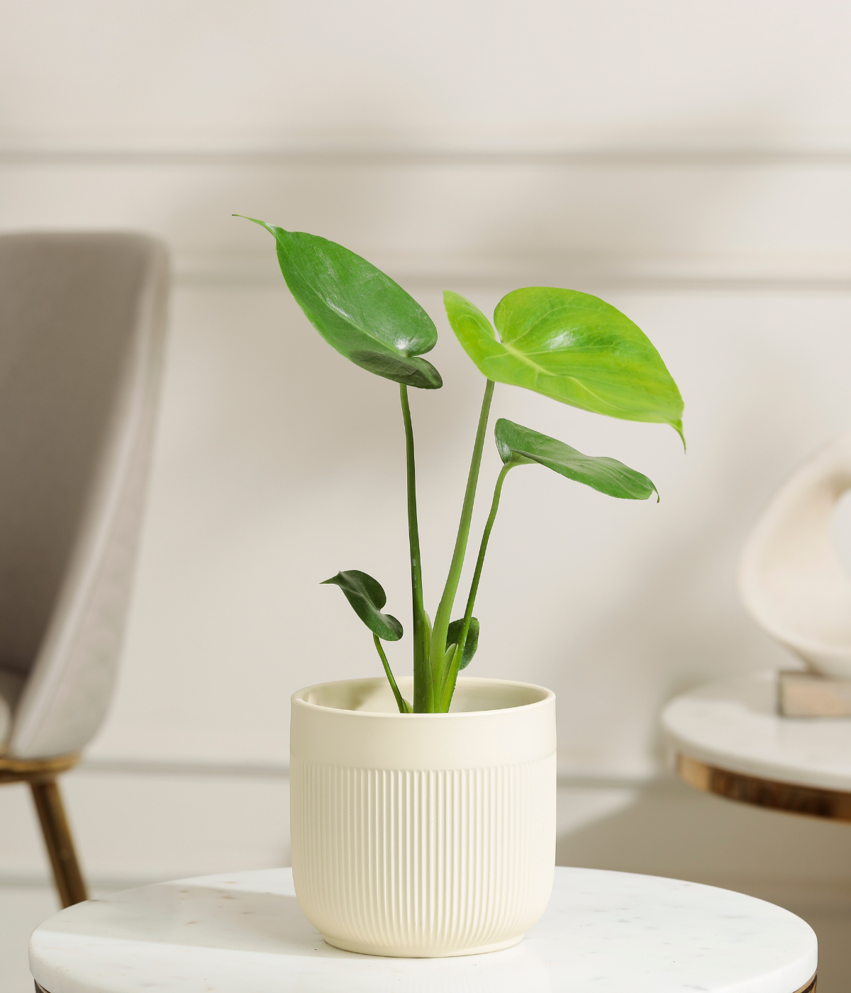 Baby Monstera