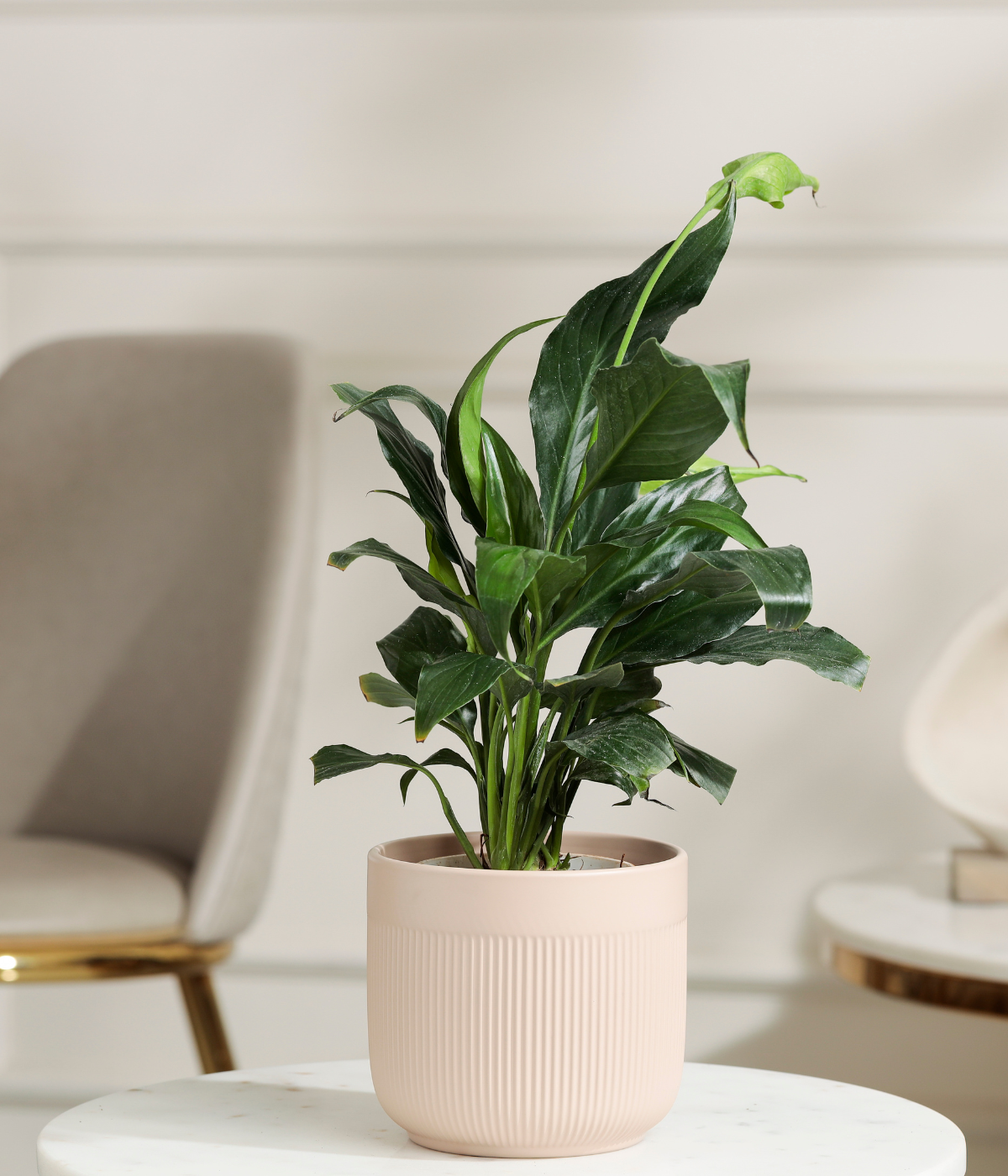Peace Lily Plant