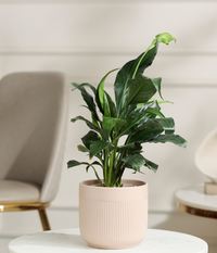 Peace Lily Plant