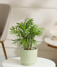 Bamboo Palm Plant