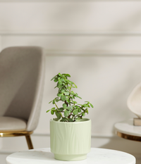 Jade Mini Plant