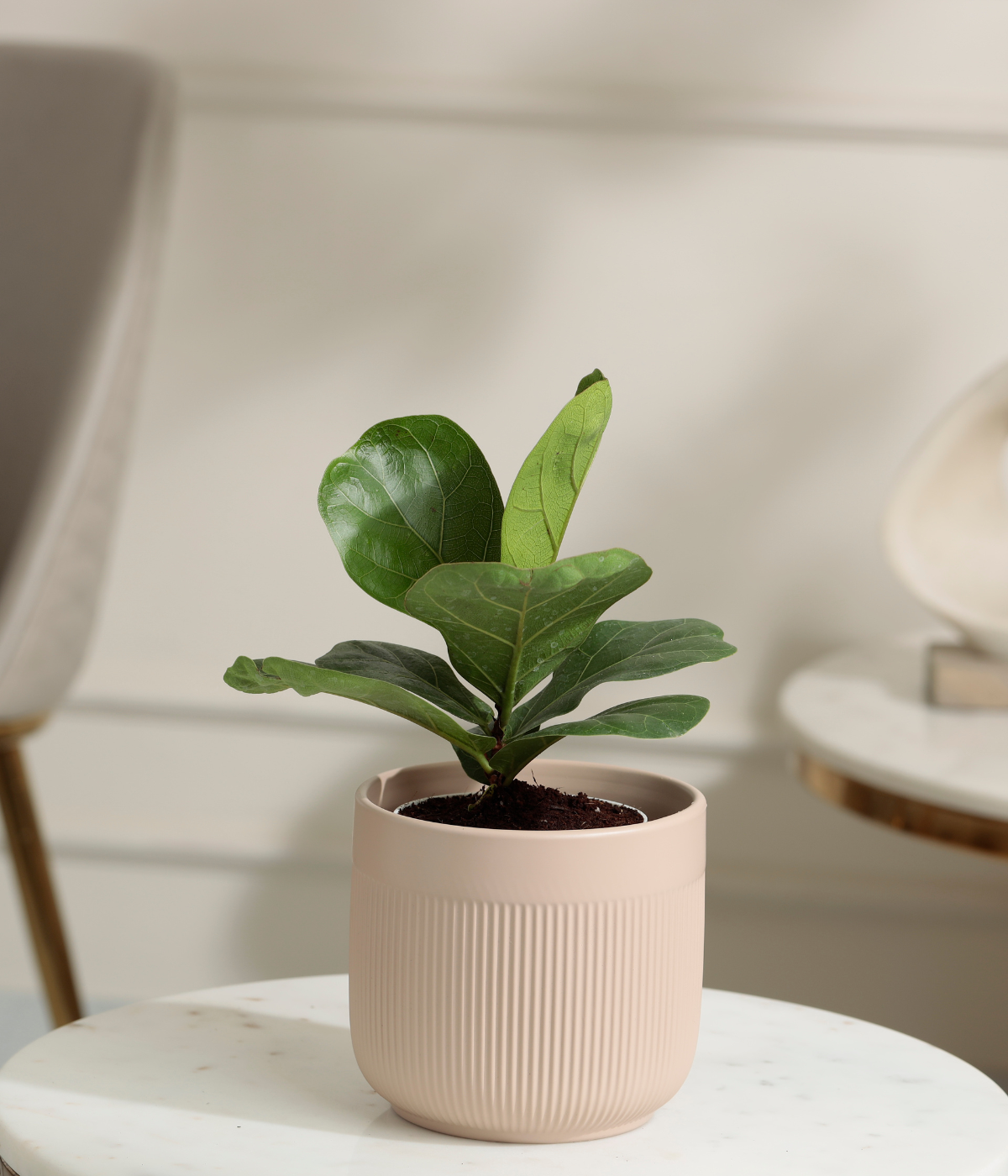 Fiddle Fig Plant