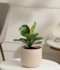 Fiddle Fig Plant
