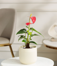 Red Anthurium Plant